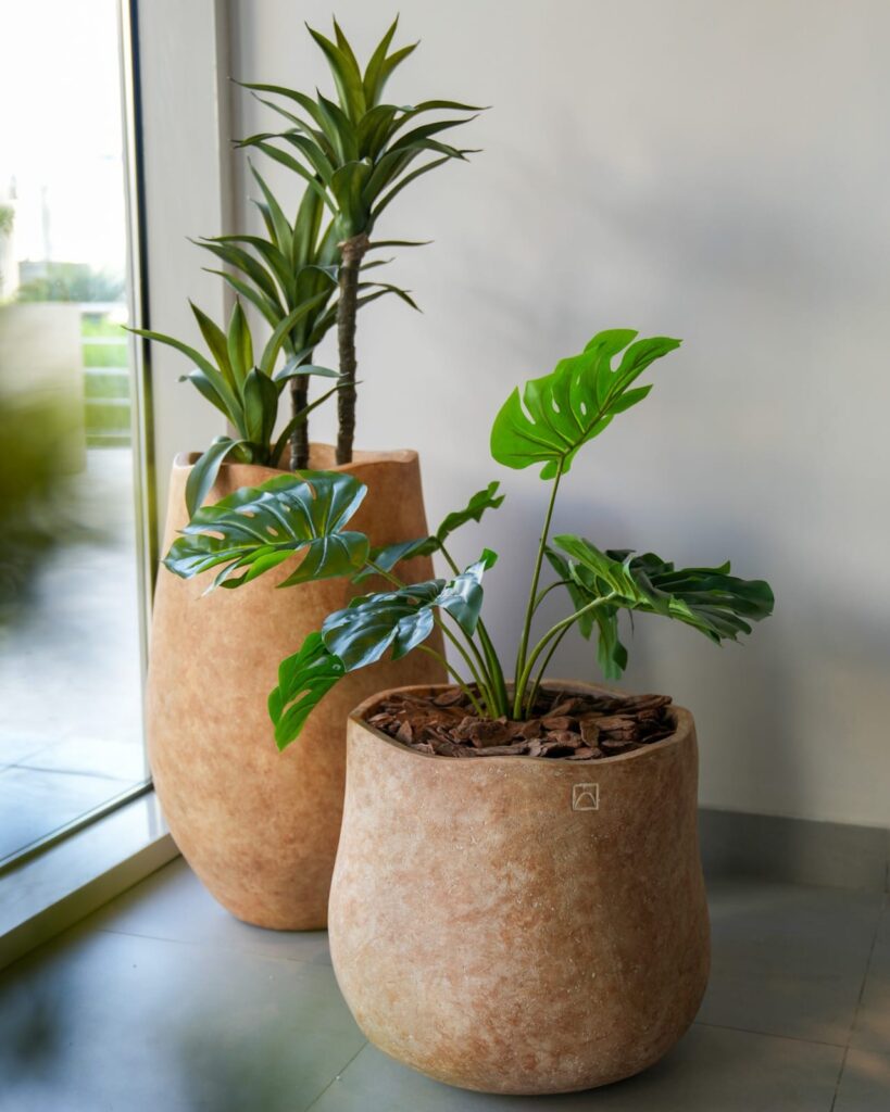 Indoor and Outdoor Plants: Bring Life to Your Home and Garden