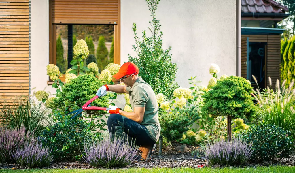 Keep Your Trees Healthy and Safe with Professional Trimming & Pruning in Doha